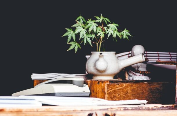 Where Does HHC Come From? 1 cannabis plant | IndaCloud