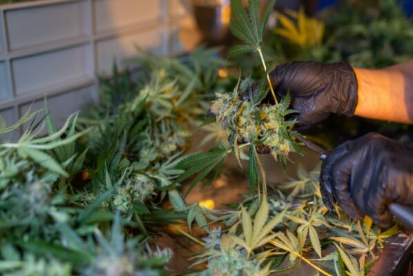 Where Can I Buy HHC Online in the USA? 4 cannabis plant | IndaCloud