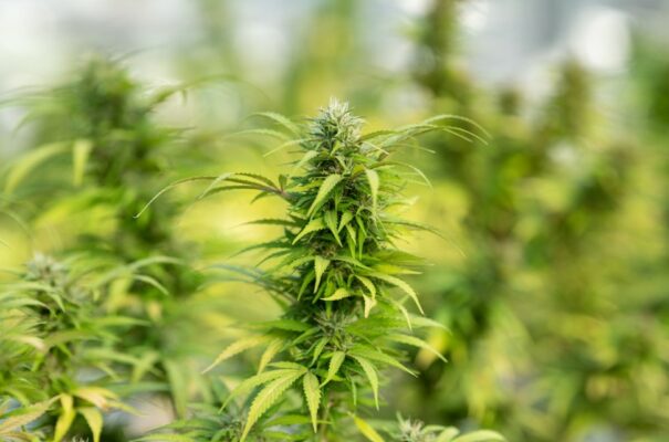 Where Can I Buy HHC Online in the USA? 1 weed plant | IndaCloud