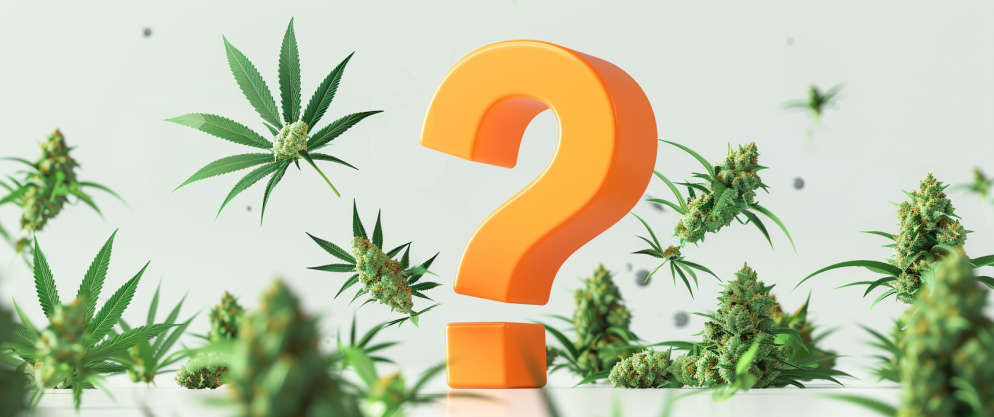 Delta 8 FAQs: Here are All the Things You Need to Know 9 Delta 8 FAQs